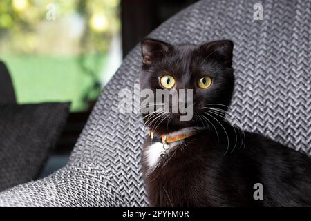 Schwarzes schottisches Faltkätzchen, Haustier. Stockfoto