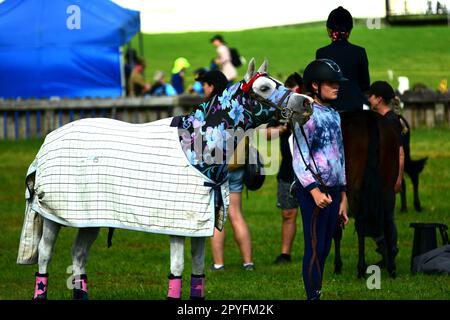 Auckland, Neuseeland - Februar 2023. Teilnehmer einer Reiterveranstaltung: Ein junges Mädchen und ihr Pferd bereiten sich auf die Action vor Stockfoto