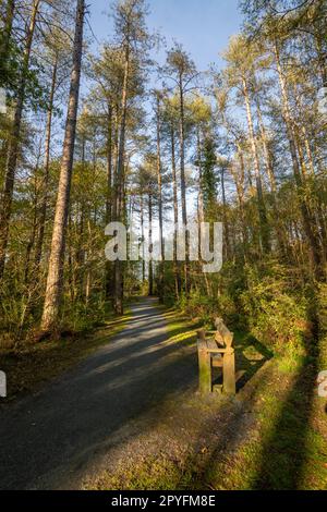 Llyn Parc Mawr ein Waldgebiet zwischen Newborough und Malltraeth auf Anglesey, Nordwales. Bekannt als ein guter Ort, um rote Eichhörnchen zu sehen. Stockfoto