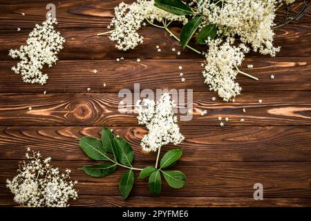 Frisch gepflückte Holunderblumen auf einem Holztisch. Zutaten für ein erfrischendes Getränk oder Limonade aus Ambukusblüten. Stockfoto