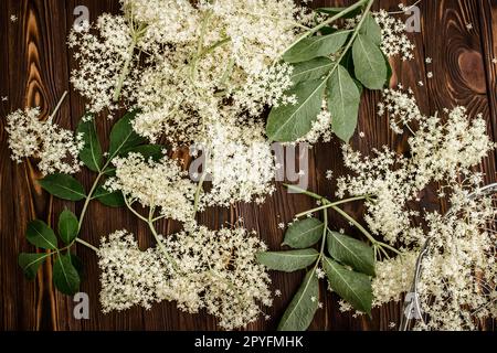 Ein Haufen frisch geschnittener weißer Blüten heilender schwarzer Holunderbeeren, die im Frühjahr für die Herstellung von Tränken und Getränken oder Limonade für eine gesunde ausgewählt wurden Stockfoto