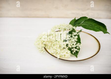 Ein Teller auf einem weißen Holztisch mit einem Haufen Holunderblumen. Zutat für Limonade mit Sirup aus weißen Holunderblüten Stockfoto