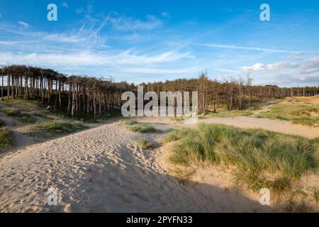 Newborough Beach an einem Frühlingsabend auf Anglesey, Nordwales. Blick auf den Kiefernwald jenseits der Sanddünen. Stockfoto