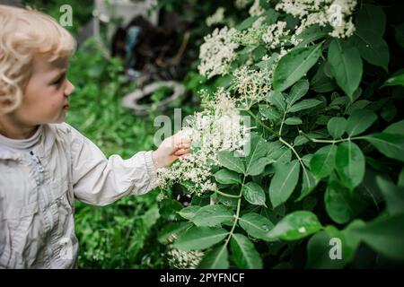 Die Hände eines Kindes, das im Sommer Holunderblüten aus Büschen pflückt. Sammlung von Zutaten für ein erfrischendes Getränk oder nicht traditionelle Arzneimittel Stockfoto