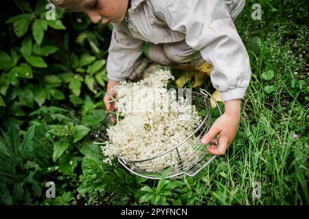 Die Hände eines Kindes, das im Sommer Holunderblüten aus Büschen pflückt. Sammlung von Zutaten für ein erfrischendes Getränk oder nicht traditionelle Arzneimittel Stockfoto