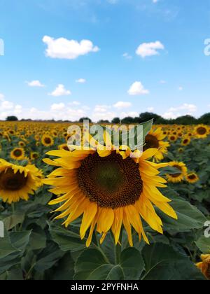 Sonnenblumenfeld gegen den blauen Himmel Stockfoto