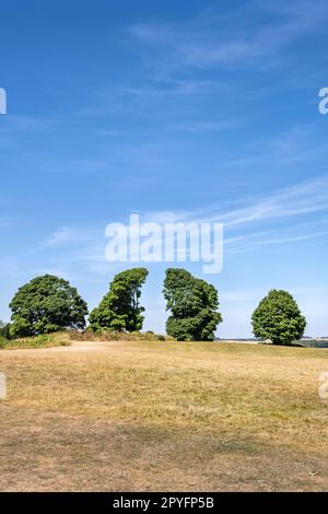 Vier Bäume im Sommer auf Old Sarum Hill, Salisbury, Wiltshire, Südwestengland Stockfoto