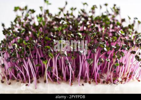 Violetter Kohlsprossen oder Mikrogrün auf weißem Hintergrund, Nahaufnahme Stockfoto