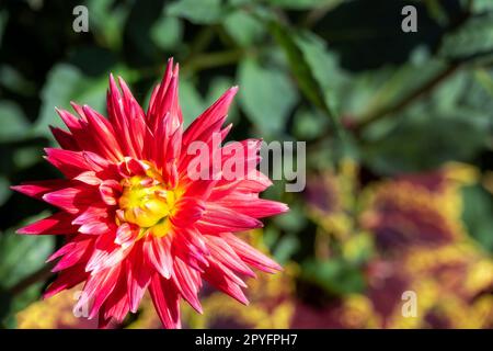 Rote Kaktusdahlia mit einem gelben Zentrum in der Sonne, Nahaufnahme Stockfoto