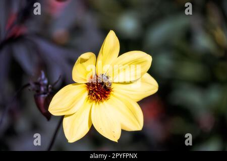 Biene auf einer einzigen gelben Dahlie, Nahaufnahme Stockfoto