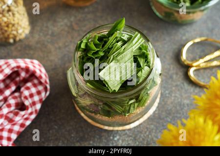 Herstellung von Kräutersirup gegen Husten aus frischen Bändchenblättern und Rohrzucker Stockfoto