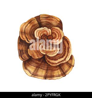 Aquarell Naturtrametes Vertikumpilze, der truthahnschwanz. Handgezeichnete Darstellung isoliert auf weißem Hintergrund. Perfektes Konzept für gesunde Stockfoto