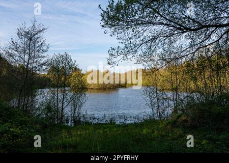 Llyn Parc Mawr ein Waldgebiet zwischen Newborough und Malltraeth auf Anglesey, Nordwales. Bekannt als ein guter Ort, um rote Eichhörnchen zu sehen. Stockfoto