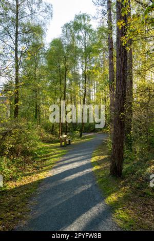 Llyn Parc Mawr ein Waldgebiet zwischen Newborough und Malltraeth auf Anglesey, Nordwales. Bekannt als ein guter Ort, um rote Eichhörnchen zu sehen. Stockfoto