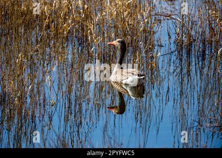 Wilde Gans in den Sümpfen und Nebel des Flusses Werra Stockfoto