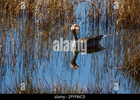 Wilde Gans in den Sümpfen und Nebel des Flusses Werra Stockfoto