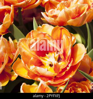 tulip Tulipa, Bulbuskräuter in der Lilienfamilie Liliaceae. Tulpen, Gartenblumen, Kultivare und Sorten. Blumen zart rot-orange-gelb. Schöne Knospen. Landschaftsgestaltung und Blumenbeet. Stockfoto