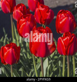 tulip Tulipa bulbous-Kräuter der Lilienfamilie Liliaceae. Tulpen, Gartenblumen, Kultivare und Sorten. Blumen zarte, leuchtend rötliche Farbe. Schöne Knospen. Landschaftsbau. Sortenhybriden. Stockfoto