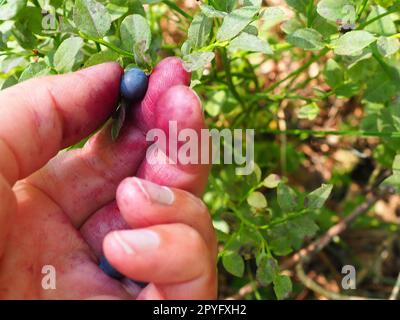 Mit der Hand gemeine Blaubeeren pflücken. Finger mit Blaubeersaft befleckt. Blaubeere oder Blaubeermyrte Vaccinium myrtillus, ein niedrig wachsender Strauch, Gattung Vaccinium der Familie Heatheraceae. Stockfoto