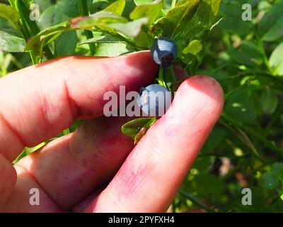 Mit der Hand gemeine Blaubeeren pflücken. Finger mit Blaubeersaft befleckt. Blaubeere oder Blaubeermyrte Vaccinium myrtillus, ein niedrig wachsender Strauch, Gattung Vaccinium der Familie Heatheraceae. Stockfoto