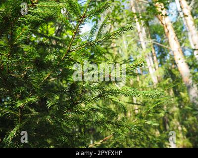 Picea Fichte, eine Gattung von immergrünen Nadelbäumen der Pinienfamilie Pinaceae. Nadelwälder in Karelien. Fichtenäste und Nadeln. Das Problem der Ökologie, der Entwaldung und des Klimawandels Stockfoto