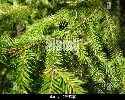 Picea Fichte, eine Gattung von immergrünen Nadelbäumen der Pinienfamilie Pinaceae. Nadelwälder in Karelien. Fichtenäste und Nadeln. Das Problem der Ökologie, der Entwaldung und des Klimawandels Stockfoto