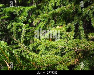 Picea Fichte, eine Gattung von immergrünen Nadelbäumen der Pinienfamilie Pinaceae. Nadelwälder in Karelien. Fichtenäste und Nadeln. Das Problem der Ökologie, der Entwaldung und des Klimawandels Stockfoto