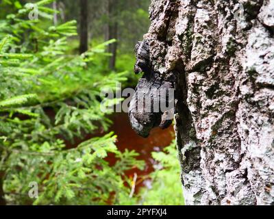 Baumrinde. Junger Weihnachtsbaum und Rinde eines alten Baumstamms mit Parasitenpilz. Harter Pilzwuchs auf einer Birke, deren Ablagerungen in der Volksmedizin verwendet werden. Stockfoto