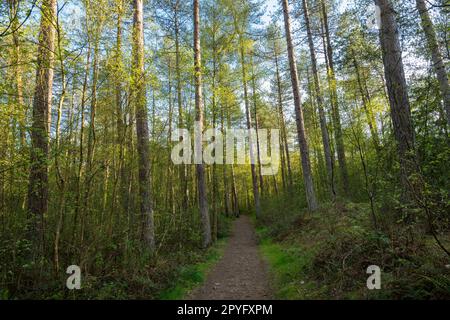 Llyn Parc Mawr ein Waldgebiet zwischen Newborough und Malltraeth auf Anglesey, Nordwales. Bekannt als ein guter Ort, um rote Eichhörnchen zu sehen. Stockfoto