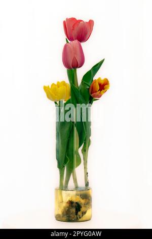 Frisch geschnittene rote orangefarbene Tulpen in einer durchsichtigen Glasvase. Stockfoto