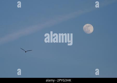Hamburg, Deutschland. 03. Mai 2023. Eine Möwe fliegt am Himmel über dem Hamburger Hafen vor dem Mond. Kredit: Marcus Brandt/dpa/Alamy Live News Stockfoto