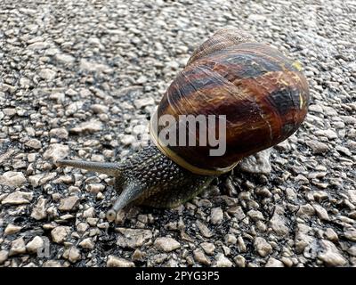 Eine große lange Schnecke krabbelt auf einer Asphaltstraße. Wilde Tiere und Naturthemen Stockfoto