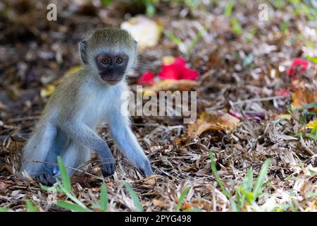 Ein Nahfoto eines jungen Vervet Monkey, der auf dem üppigen grünen Gras in Kenia sitzt und neugierig und aufmerksam aussieht Stockfoto