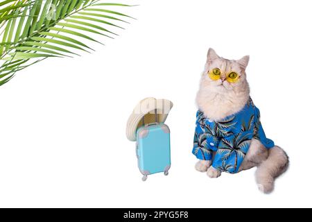 Süße Katze in einem blauen Sommerhemd und einer gelben Brille, die neben einem kleinen blauen Koffer sitzt Stockfoto