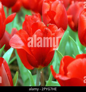 tulip Tulipa bulbous-Kräuter der Lilienfamilie Liliaceae. Tulpen, Gartenblumen, Kultivare und Sorten. Blumen zarte, leuchtend rötliche Farbe. Schöne Knospen. Landschaftsbau. Sortenhybriden. Stockfoto