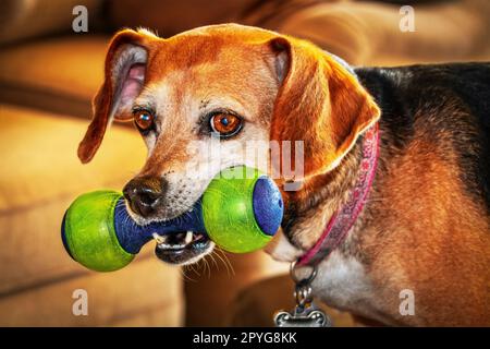 Beagle mischt den Hund mit dem Spielzeug im Mund-Nahaufnahme-Modus Stockfoto