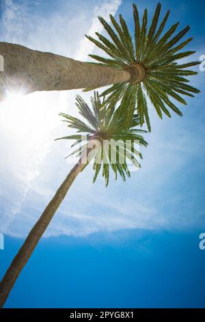 Blick von Palmen in einem tropischen Reiseziel Stockfoto