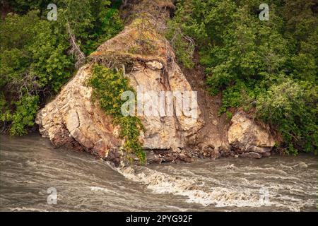 Kiefern wachsen kopfüber auf einem riesigen Felsbrocken, der auf einem schnell fließenden Fluss durch einen Kiefernwald verläuft Stockfoto