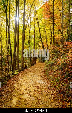 Wanderweg in einem Wald im Herbst Stockfoto