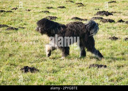 Schwarzer Goldendoddle läuft während des Spielens auf einer Wiese. Flauschiger, langer schwarzer Mantel. Stockfoto