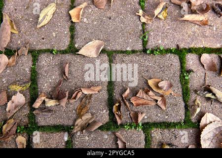 Im Herbst auf der Straße gefallene Baumblätter Stockfoto