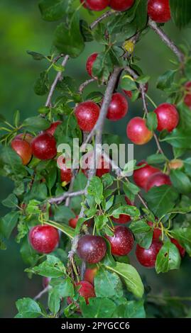 An einem Obstbaum hängen im Spätsommer viele reife Früchte, Pflaumen, Mirabellen oder dergleichen. Stockfoto