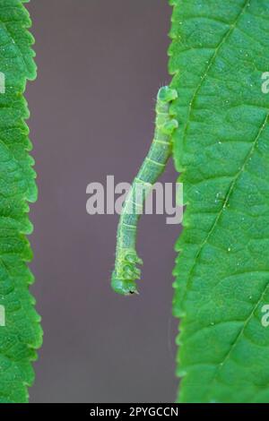 Eine Raupe einer Motte zwischen zwei Blättern. Stockfoto