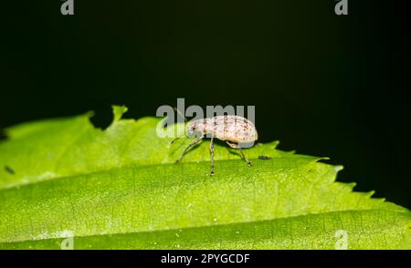 Die Nahaufnahme eines kleinen Wiesels auf dem Blatt eines Strauchs. Stockfoto