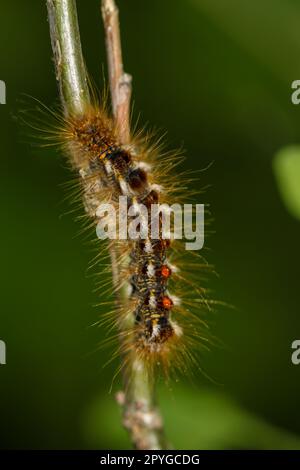 Die Raupe eines Goldnachts auf einer Pflanze. Eine Raupe mit Schmetterlingen und vielen Haaren. Stockfoto