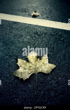 Trockenes Blatt auf Asphalt Stockfoto