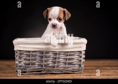 Kleiner Hund in einem Korb Stockfoto