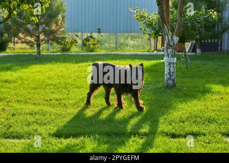 Hunderiese Schnauzer, ein Haustier, das in einem Sommerpark spaziert Stockfoto