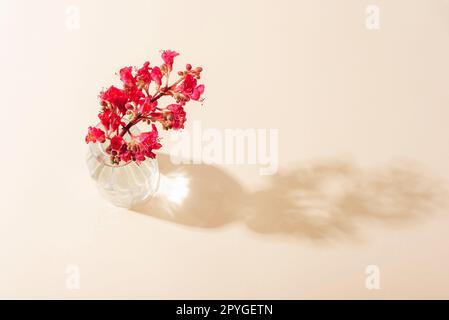 Rote Pferde-Kastanienblume, Aesculus x Carnea Fort McNair in Glasvase im Sonnenlicht. Draufsicht. Stockfoto