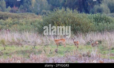 Gruppe Europäischer Rothirsch (Capreolus capreolus) im Herbst Stockfoto